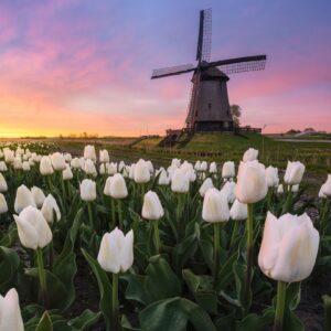 Workshop: Tulpenlandschap
