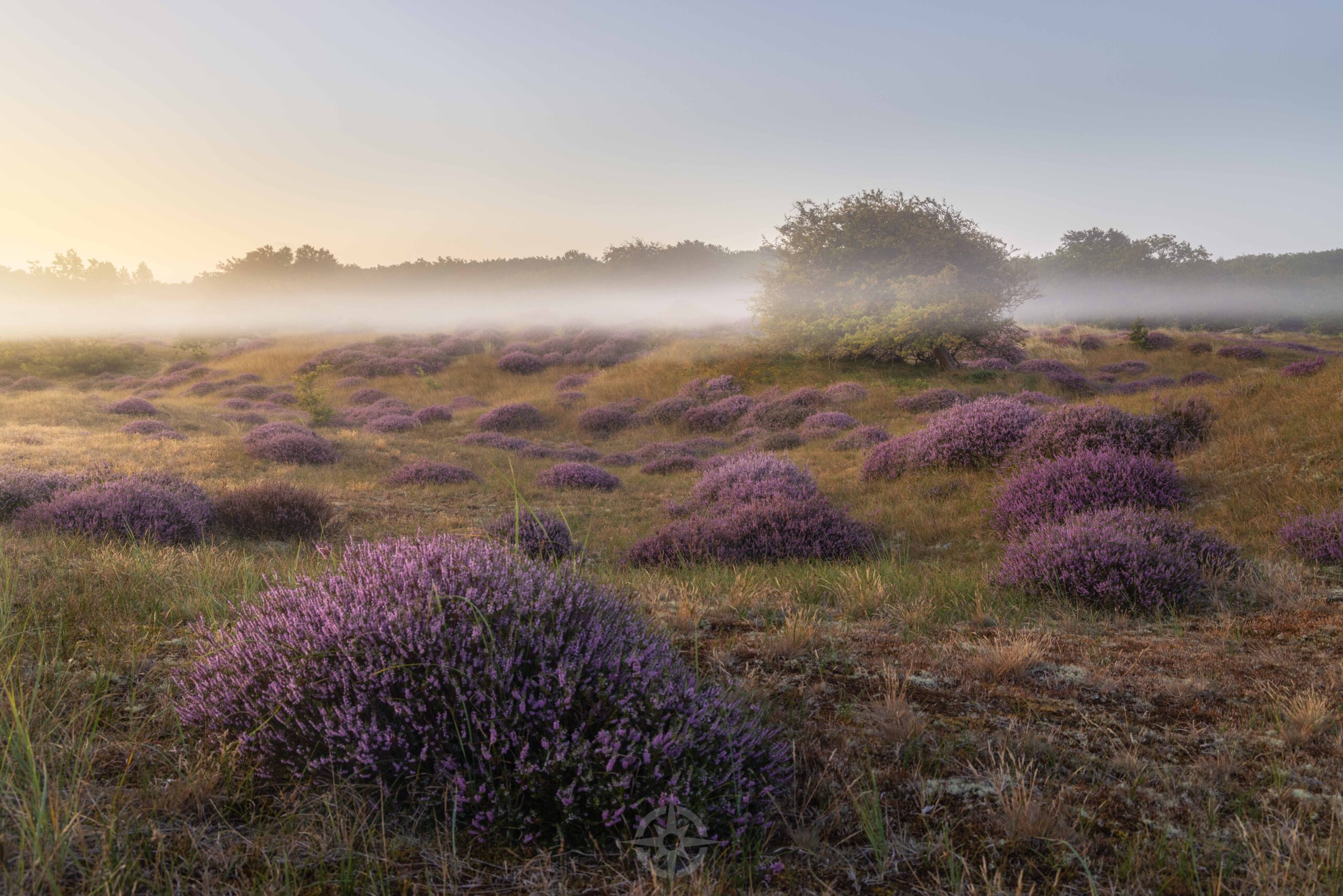 Workshop heidefotografie Noord-Holland