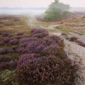 Workshop heidefotografie Noord-Holland
