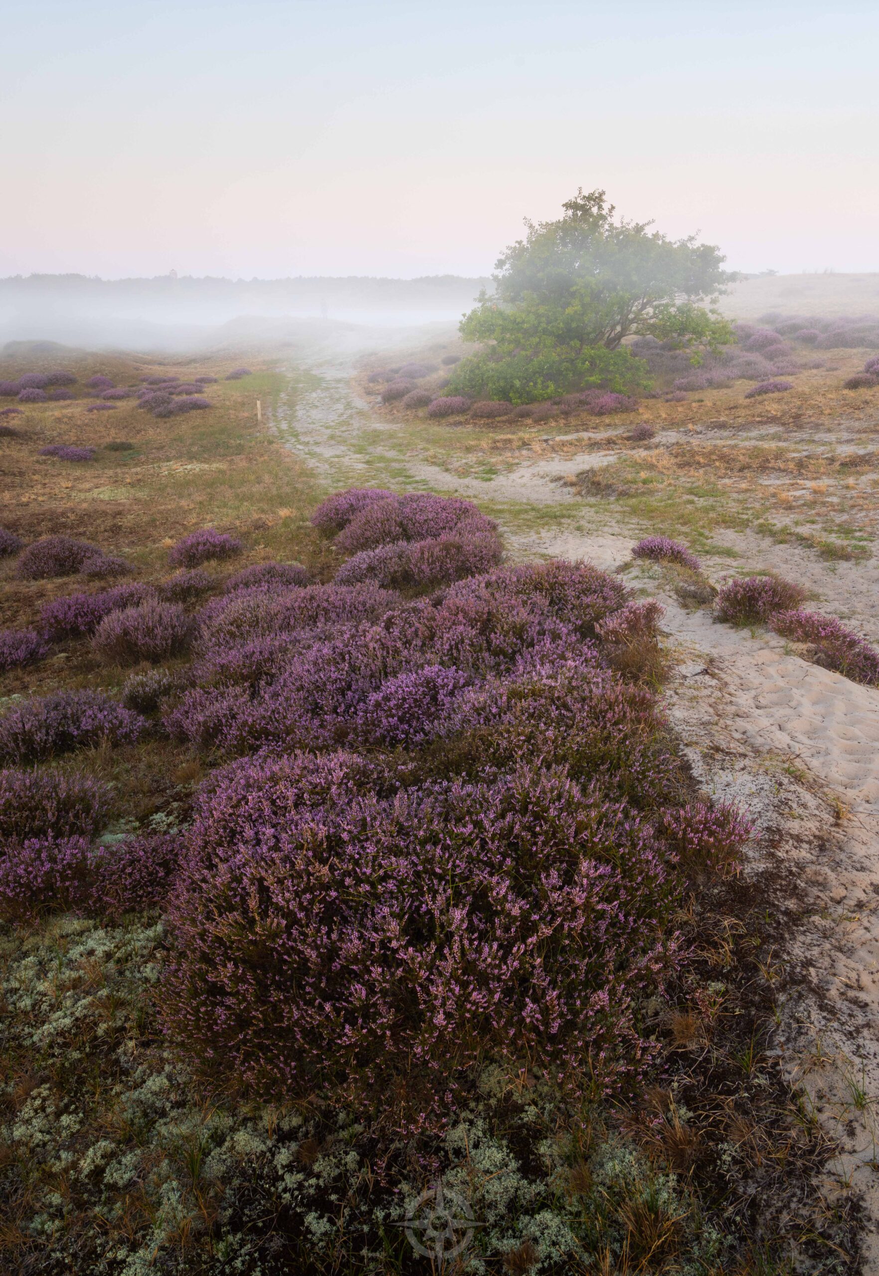 Workshop heidefotografie Noord-Holland