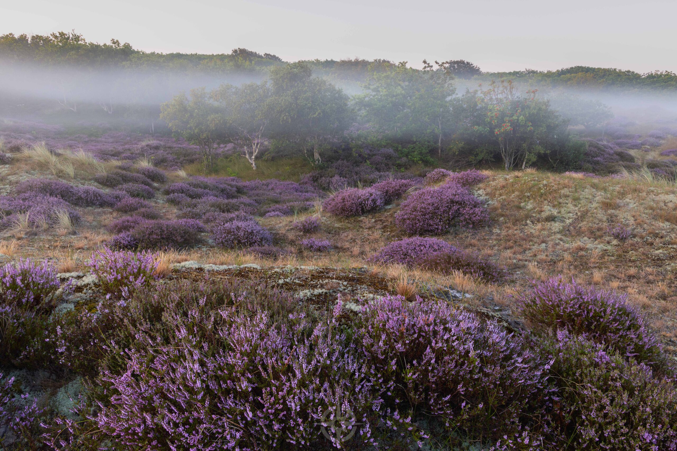 Workshop heidefotografie Noord-Holland